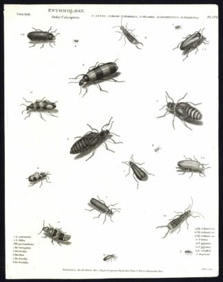 Antique print-NATURAL HISTORY-INSECT-BEETLE-SPANISH FLY-BLISTER-Rees-1820