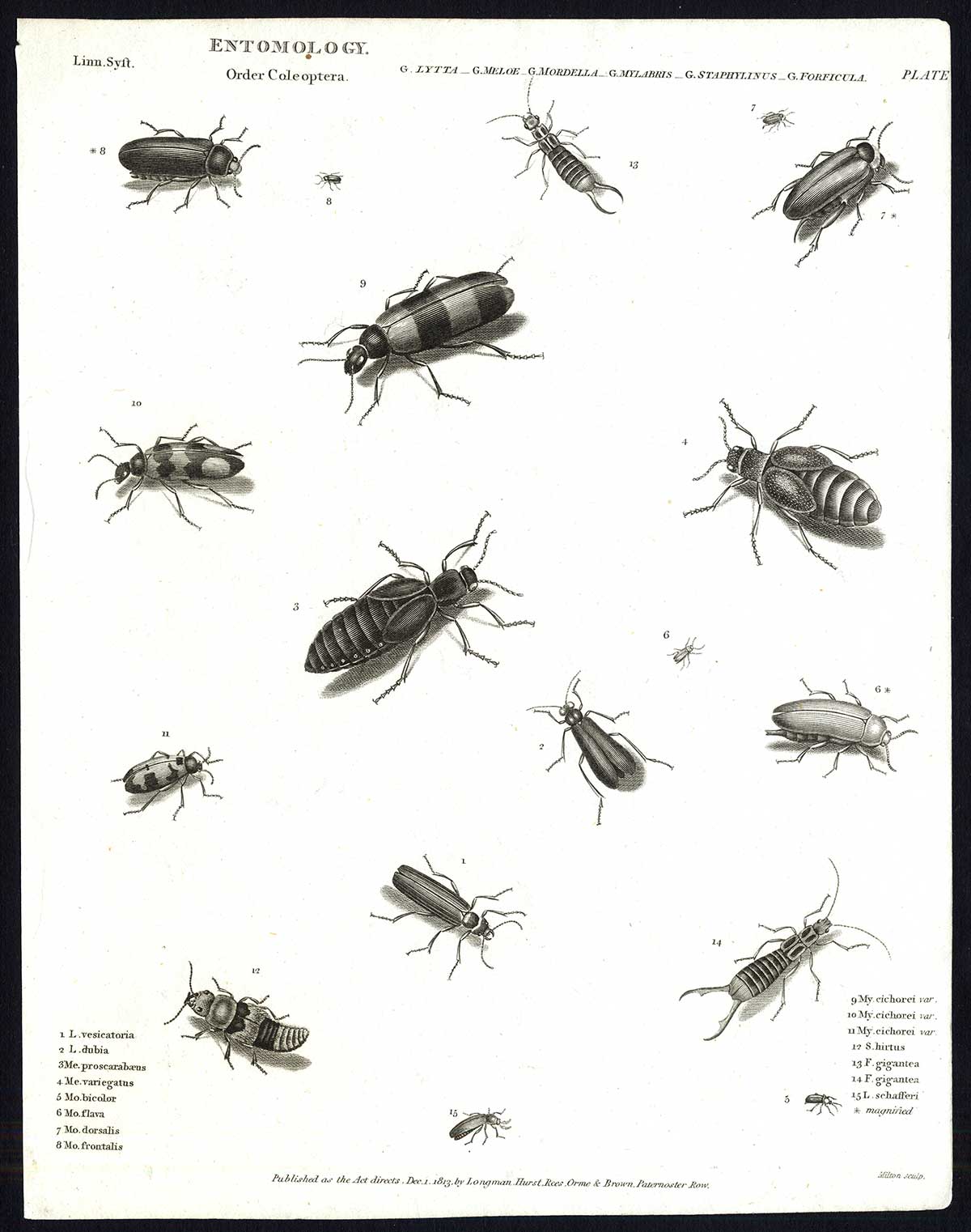 , Antique print-NATURAL HISTORY-INSECT-BEETLE-SPANISH FLY-BLISTER-Rees-1820, Pictura Antique Prints