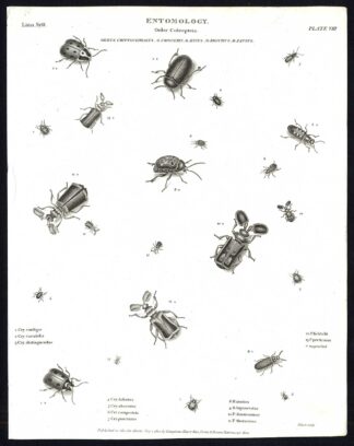 Antique print-NATURAL HISTORY-INSECT-LEAF BEETLE-PAUSUS-Rees-1820