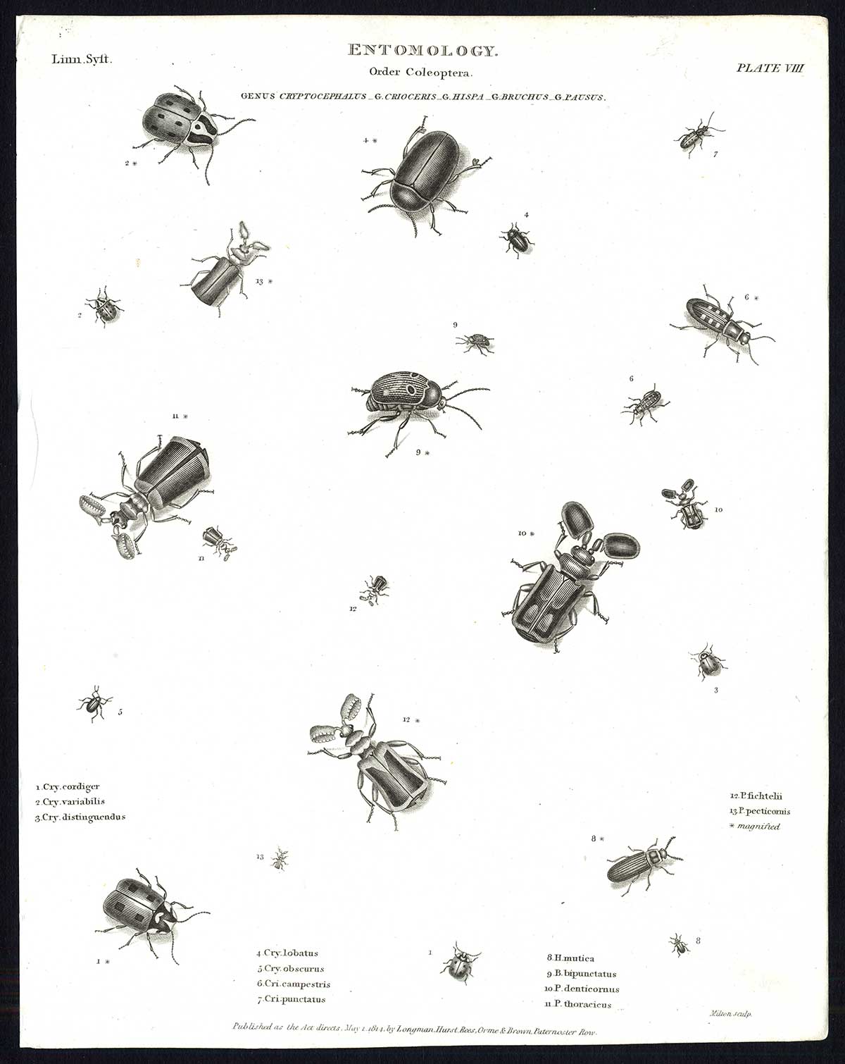 , Antique print-NATURAL HISTORY-INSECT-LEAF BEETLE-PAUSUS-Rees-1820, Pictura Antique Prints