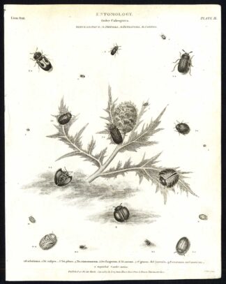 Antique print-NATURAL HISTORY-INSECT-TORTOISE-BEETLE-TETRETOMA-TRITOMA-Rees-1820