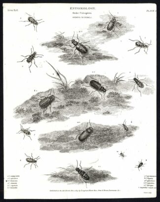 Antique print-NATURAL HISTORY-INSECT-BEETLE-METALLIC-TIGER-Rees-1820