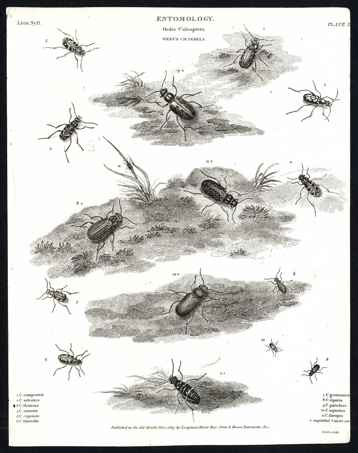 , Antique print-NATURAL HISTORY-INSECT-BEETLE-METALLIC-TIGER-Rees-1820, Pictura Antique Prints