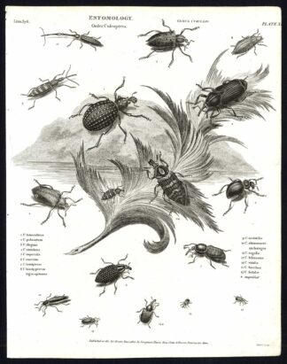 Antique print-NATURAL HISTORY-INSECT-BEETLE-WEEVIL-Rees-1820