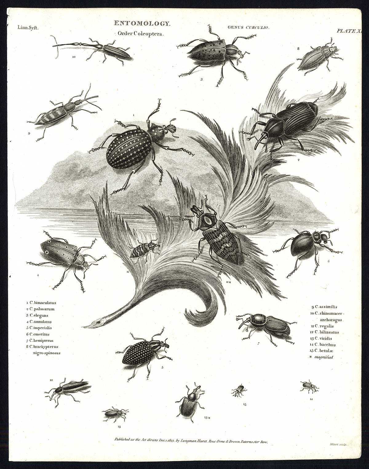 , Antique print-NATURAL HISTORY-INSECT-BEETLE-WEEVIL-Rees-1820, Pictura Antique Prints