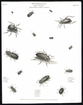 Antique print-NATURAL HISTORY-INSECT-DARKLING BEETLE-PIMELIA-TENEBRIO-Rees-1820
