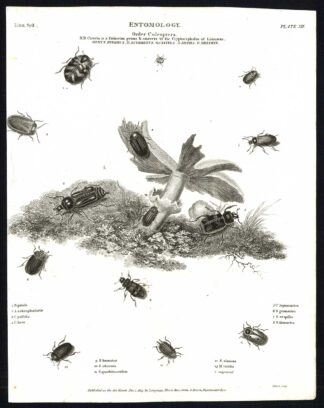 Antique print-NATURAL HISTORY-INSECT-PILL-SKIN-CARRION-BEETLE-Rees-1820