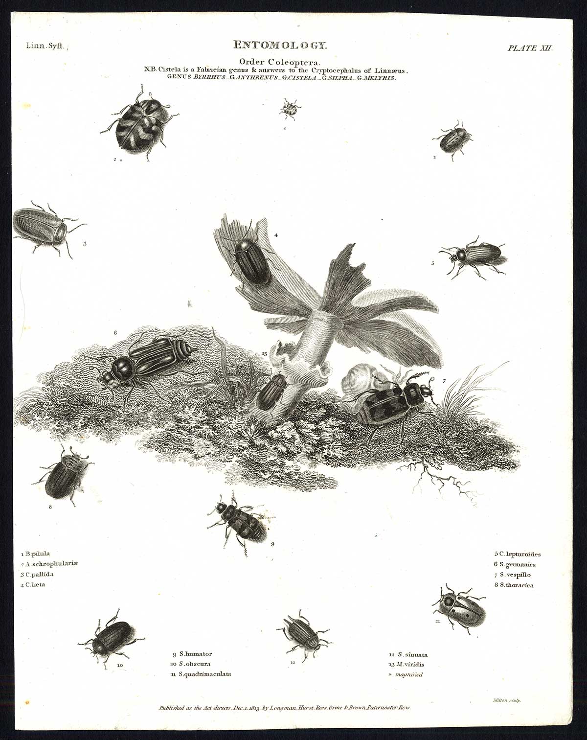 , Antique print-NATURAL HISTORY-INSECT-PILL-SKIN-CARRION-BEETLE-Rees-1820, Pictura Antique Prints