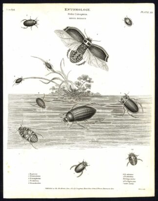 Antique print-NATURAL HISTORY-INSECT-PREDACEOUS DIVING BEETLE-WATER-Rees-1820