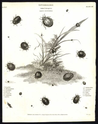 Antique print-NATURAL HISTORY-INSECT-LADYBIRD-LADYBUG-BEETLE-Rees-1820