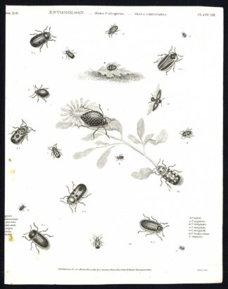 Antique print-NATURAL HISTORY-INSECT-LEAF BEETLE-CHRYSOMELA-Rees-1820