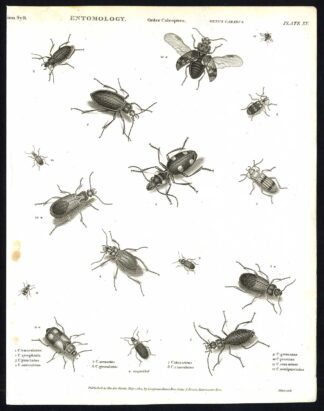 Antique print-NATURAL HISTORY-INSECT-GROUND BEETLE-CARABUS-Rees-1820