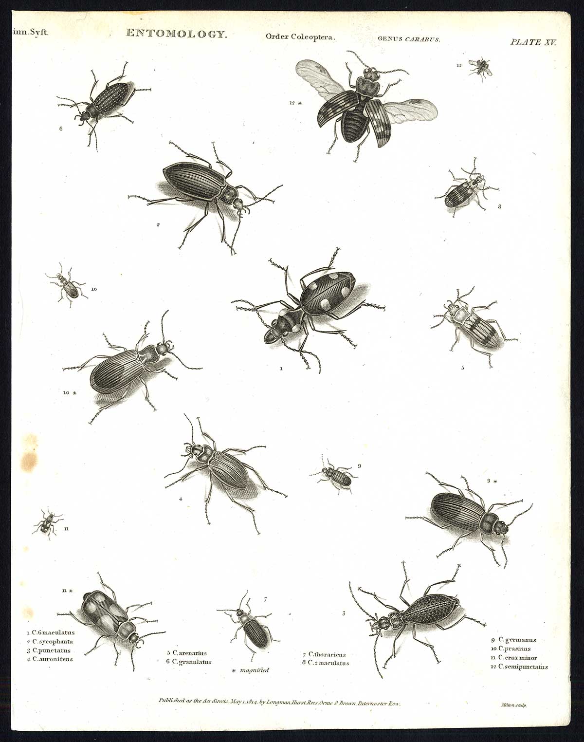 , Antique print-NATURAL HISTORY-INSECT-GROUND BEETLE-CARABUS-Rees-1820, Pictura Antique Prints