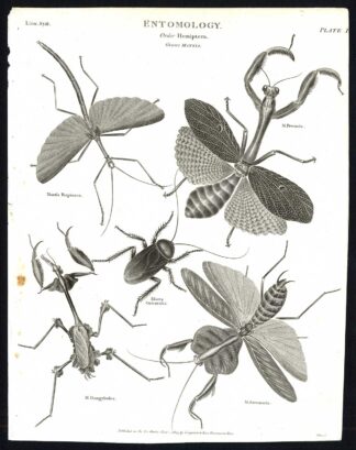 Antique print-NATURAL HISTORY-INSECT-MANTIS-PRAYING-Rees-1820