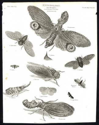 Antique print-NATURAL HISTORY-INSECT-FULGORA-PLANTHOPPER-Rees-1820