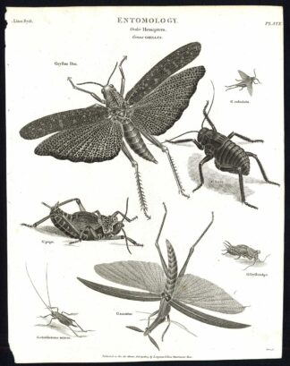 Antique print-NATURAL HISTORY-INSECT-CRICKET-GRYLLUS-Rees-1820