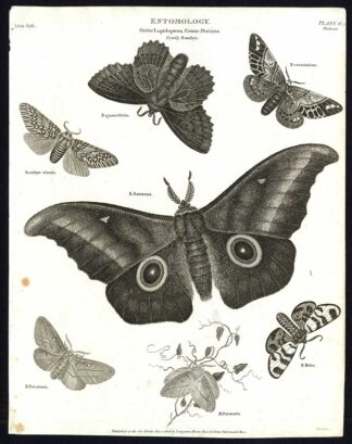 Antique print-NATURAL HISTORY-INSECT-BOMBYX-MOTH-Rees-1820