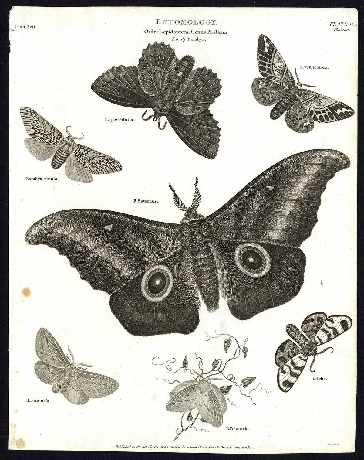 , Antique print-NATURAL HISTORY-INSECT-BOMBYX-MOTH-Rees-1820, Pictura Antique Prints