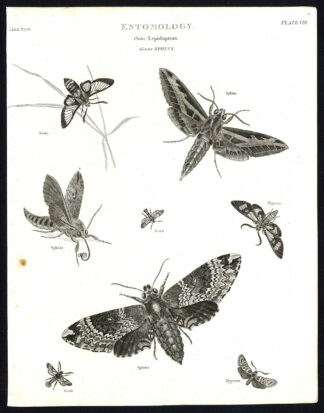 Antique print-NATURAL HISTORY-INSECT-HAWK MOTH-Rees-1820