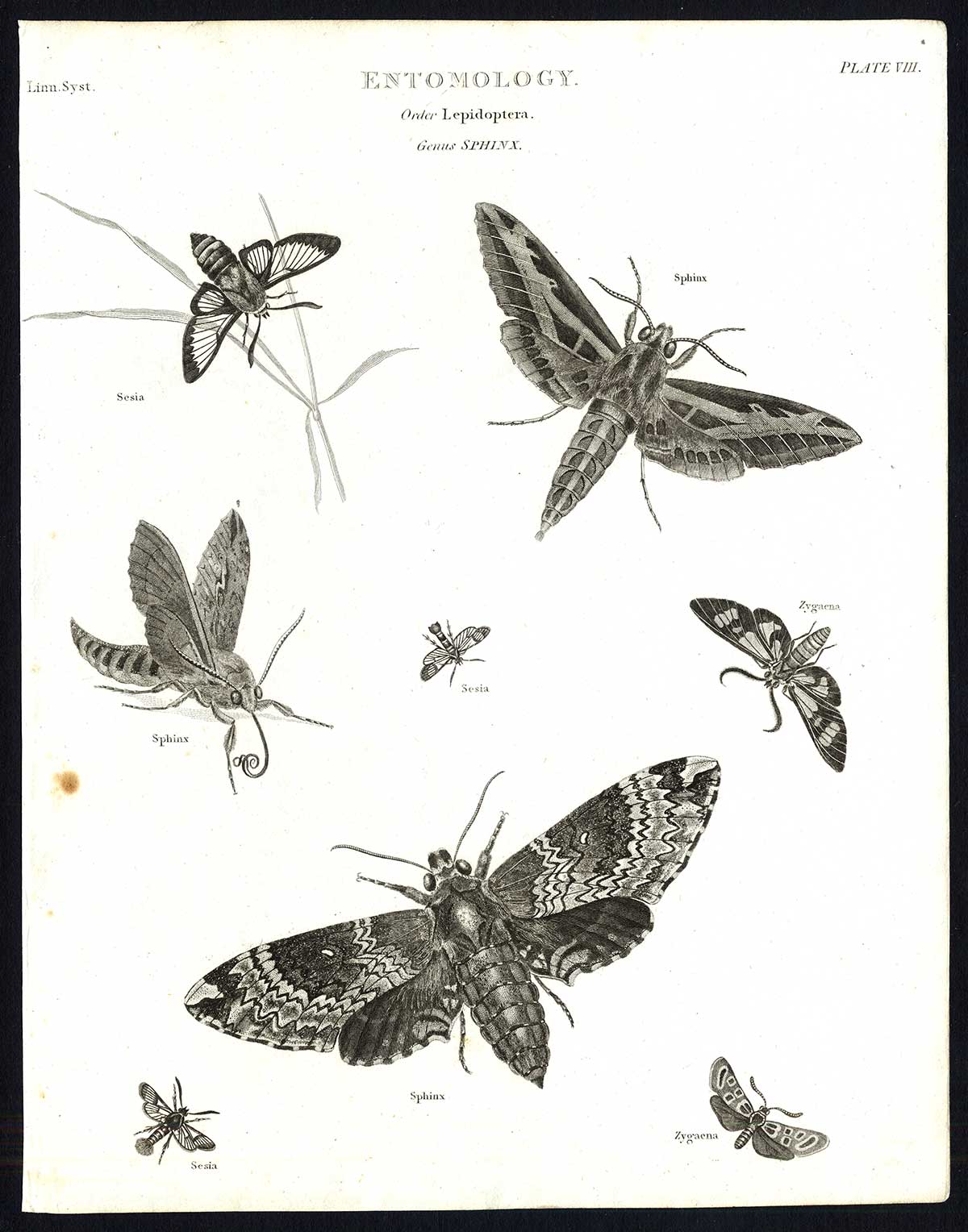 , Antique print-NATURAL HISTORY-INSECT-HAWK MOTH-Rees-1820, Pictura Antique Prints