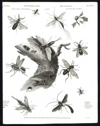 Antique print-NATURAL HISTORY-INSECT-FLY-GALL-SAWFLY-WASP-Rees-1820