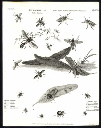 Antique print-NATURAL HISTORY-INSECT-FLY-CONOPS-PARASITE-Rees-1820
