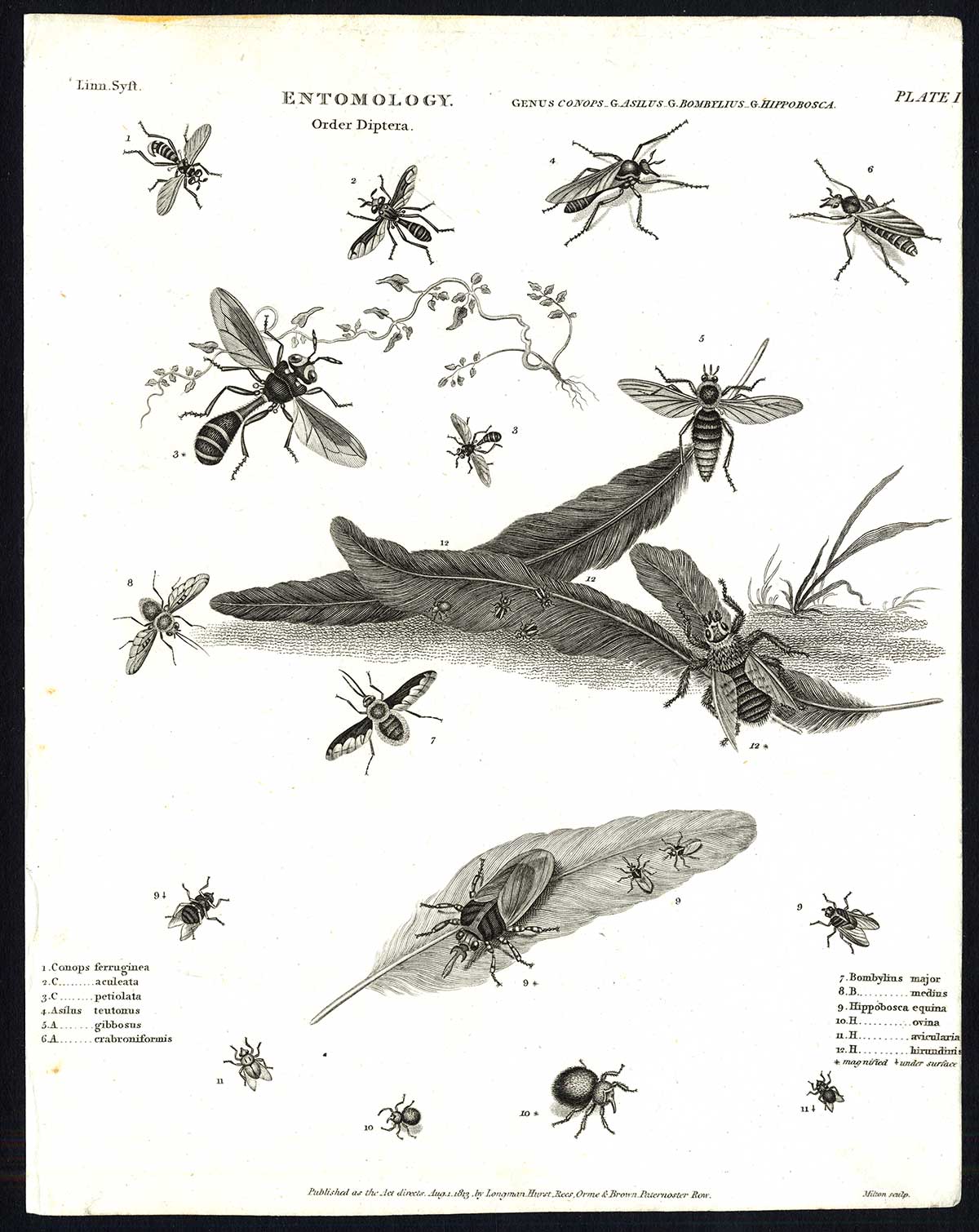 Lb30750 416x523 Antique print-NATURAL HISTORY-INSECT-FLY-CONOPS-PARASITE-Rees-1820