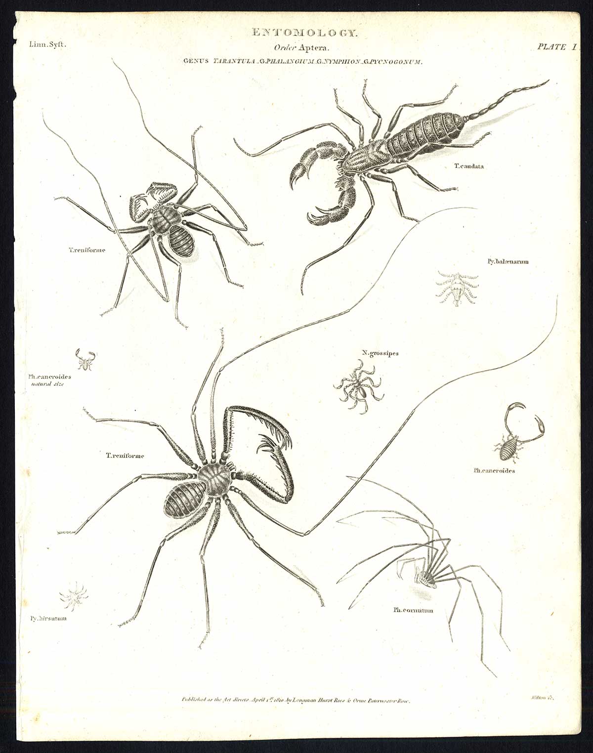 , Antique print-NATURAL HISTORY-SPIDER-ARACHNID-TARANTULA-SEA-Rees-1820, Pictura Antique Prints