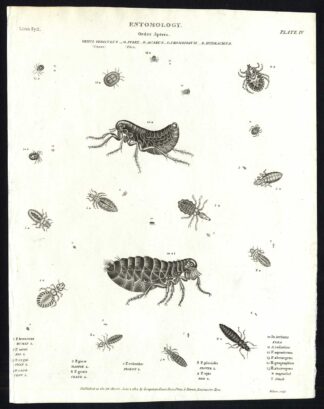 Antique print-NATURAL HISTORY-FLEA-LOUSE-HUMAN-PLOVER-MAGPIE-CROW-Rees-1820