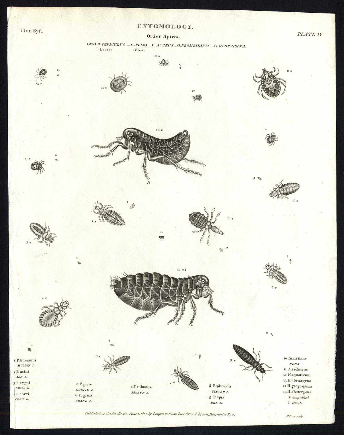 , Antique print-NATURAL HISTORY-FLEA-LOUSE-HUMAN-PLOVER-MAGPIE-CROW-Rees-1820, Pictura Antique Prints