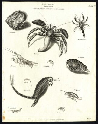 Antique print-NATURAL HISTORY-HERMIT CRAB-PAGURUS-GAMMARUS-Rees-1820