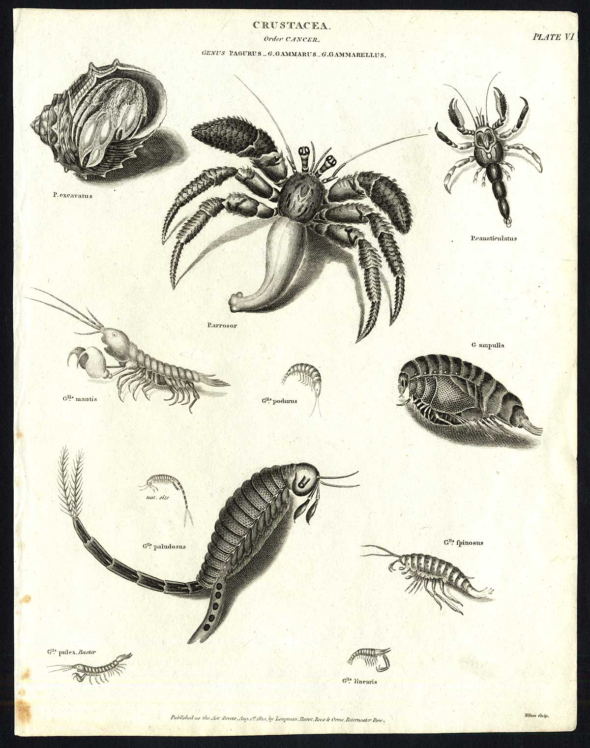 , Antique print-NATURAL HISTORY-HERMIT CRAB-PAGURUS-GAMMARUS-Rees-1820, Pictura Antique Prints