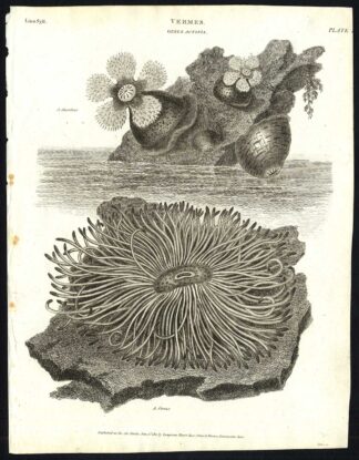 Antique print-NATURAL HISTORY-SEA CARNATION-ANEMONE-OPELET ANEMONE-Rees-1820