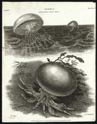 Antique print-NATURAL HISTORY-BARREL JELLYFISH-BELL SHAPED MEDUSA-Rees-1820
