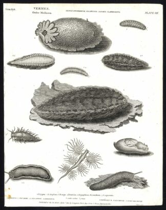 Antique print-NATURAL HISTORY-SEA HARE-SEA LEMON-SEA MOUSE-DORIS-Rees-1820