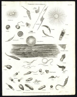 Antique print-NATURAL HISTORY-PLANKTON-ALGAE-BACTERIA-Rees-1820