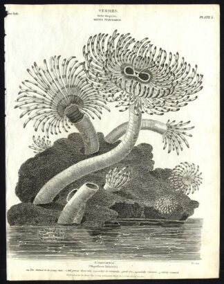 Antique print-NATURAL HISTORY-MARINE ANIMAL-TUBULARIA-HYDROID-Rees-1820