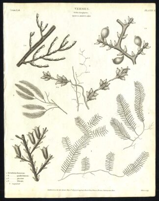 Antique print-NATURAL HISTORY-AIR FERN-NEPTUNE PLANT-HYDROID-Rees-1820