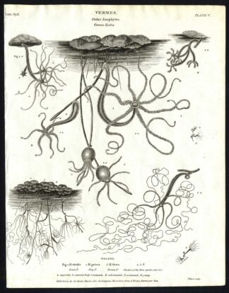 Antique print-NATURAL HISTORY-HYDRA-GREEN-GREY-BROWN-HYDROZOA-Rees-1820