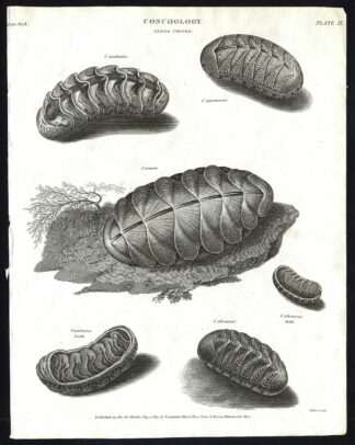 Antique print-NATURAL HISTORY-POLYPLACOPHORAN MOLLUSK-CHITON-Rees-1820
