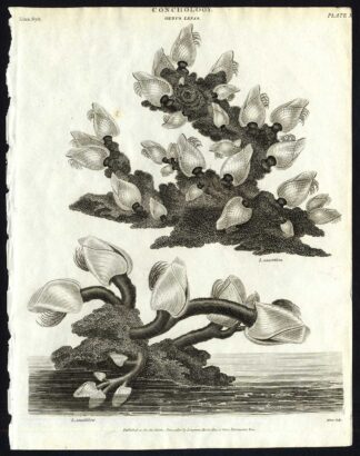 Antique print-NATURAL HISTORY-GOOSENECK-BARNACLE-STALKED-LEPAS-Rees-1820
