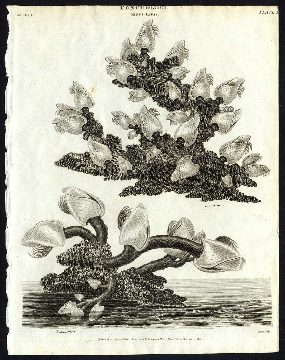 , Antique print-NATURAL HISTORY-GOOSENECK-BARNACLE-STALKED-LEPAS-Rees-1820, Pictura Antique Prints