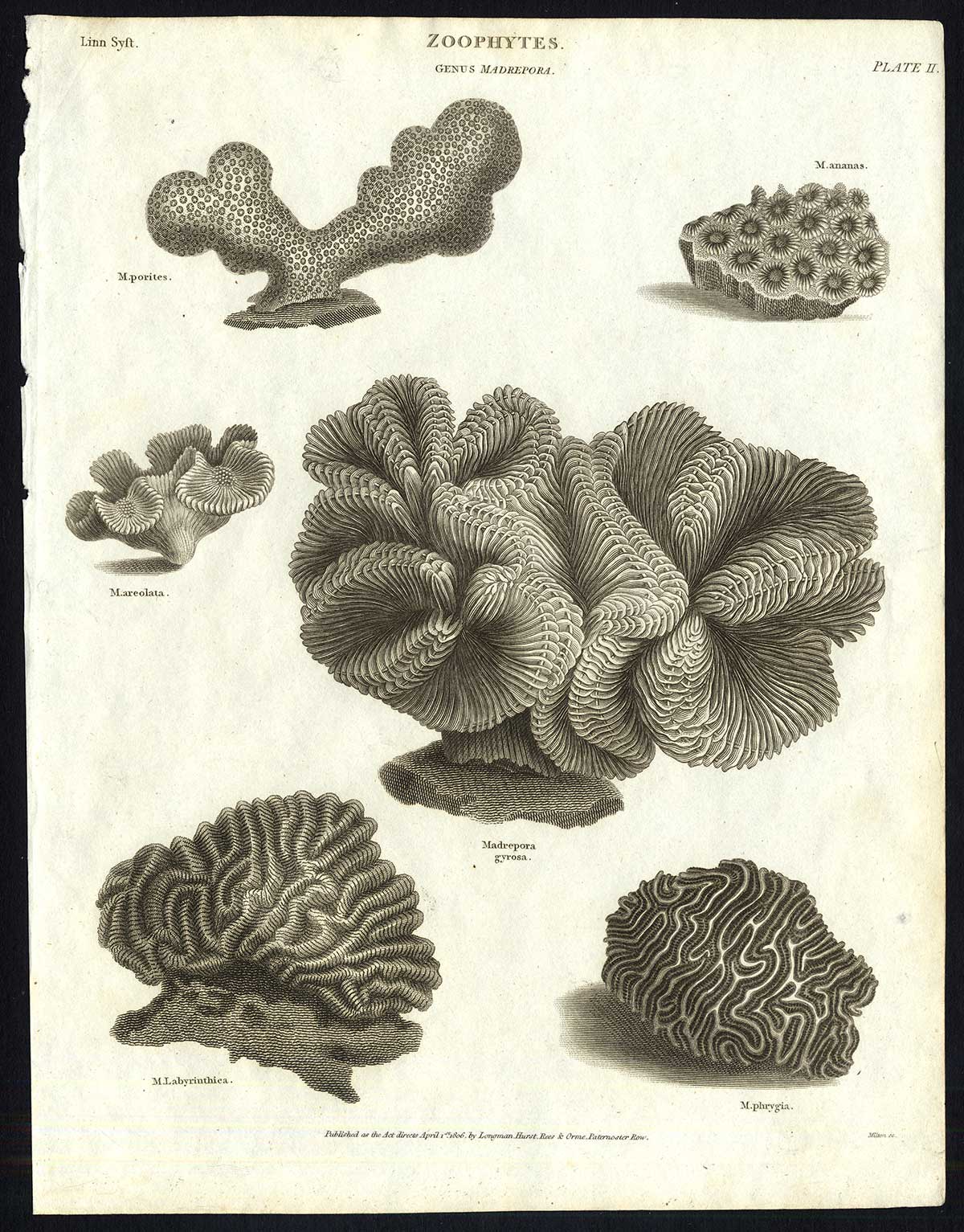 , Antique print-NATURAL HISTORY-CORAL-MADREPORA-BOULDER BRAIN-Rees-1820, Pictura Antique Prints