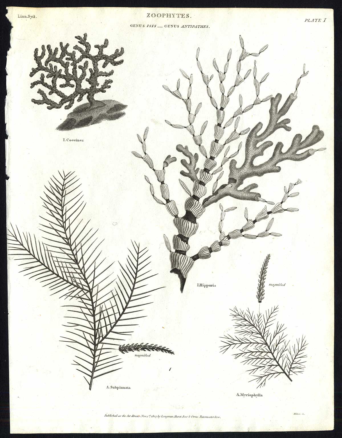Antique print-NATURAL HISTORY-ZOOPHYTE-CORAL-ISIS-ANTIPATHES-Rees-1820
