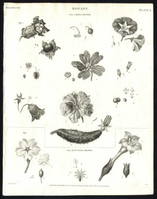 Antique print-NATURAL HISTORY-FLOWER-SEED-UNSPECIFIED-BOTANY-PL. 1-Rees-1820