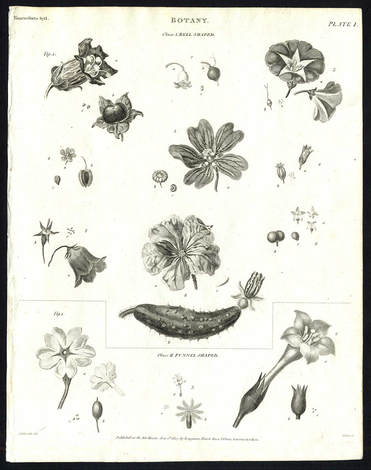 Lb30789 416x527 Antique print-NATURAL HISTORY-FLOWER-SEED-UNSPECIFIED-BOTANY-PL. 1-Rees-1820