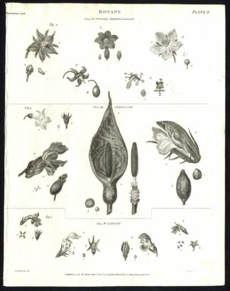 Antique print-NATURAL HISTORY-FLOWER-SEED-UNSPECIFIED-BOTANY-PL. 2-Rees-1820