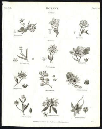 Antique print-NATURAL HISTORY-FLOWER-ORDERS-PL. 4-Rees-1820