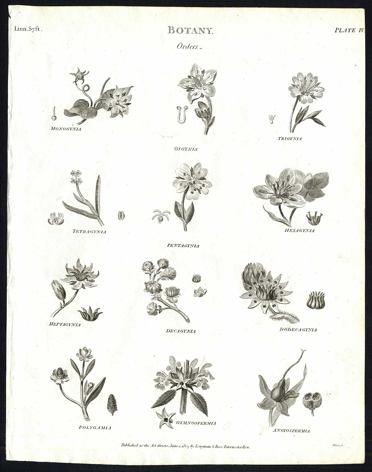 , Antique print-NATURAL HISTORY-FLOWER-ORDERS-PL. 4-Rees-1820, Pictura Antique Prints