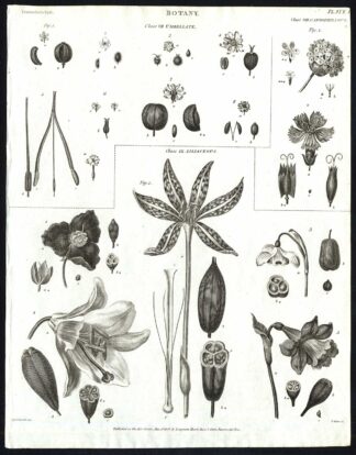 Antique print-NATURAL HISTORY-FLOWER-BOTANY-LILY-NARCISSUS-CORNFLOWER-Rees-1820